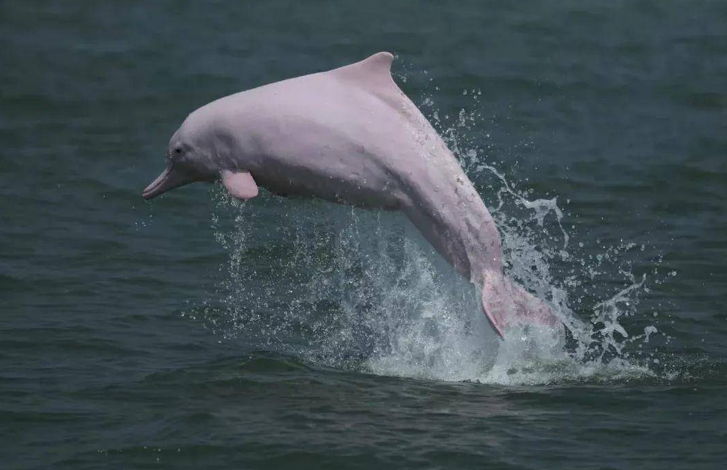 广州出现"粉红色海豚",为一级保护动物,为何专家称不是好事?