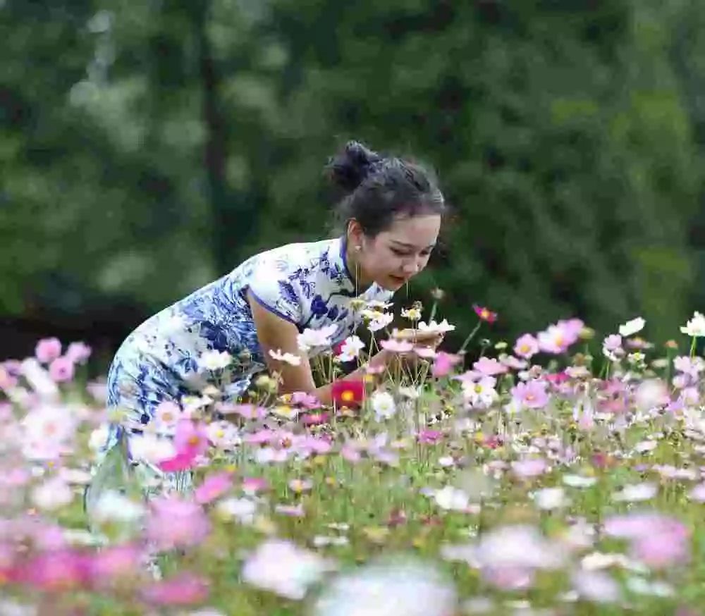 人淡如菊,写意青春之韶华,优秀作文欣赏:《秋菊》