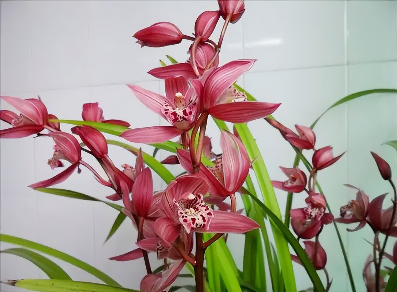 建兰铭品"红满天",花色艳丽,香气浓郁,上盆优雅大气