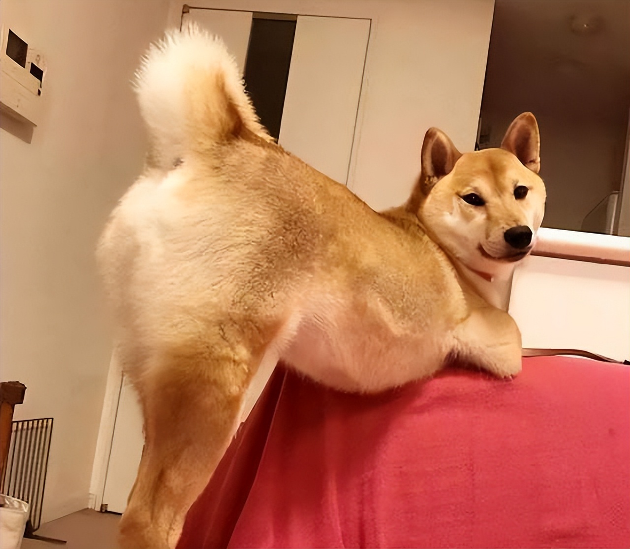 狗狗对你"翘屁股",原来不是在跟你玩,而是有这些意思