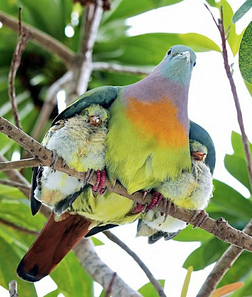 罕见的红颈绿鸠,飞入寻常百姓家,成功孵出小鸟