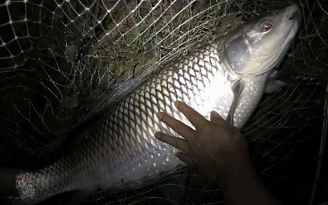野河夜钓用什么饵料?