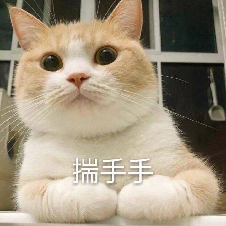 猫咪喜欢揣手手