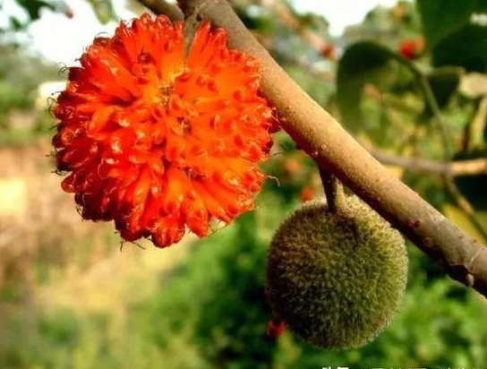 糟糕水果无人品尝,实则十分甜美,号称"肾宝果"!