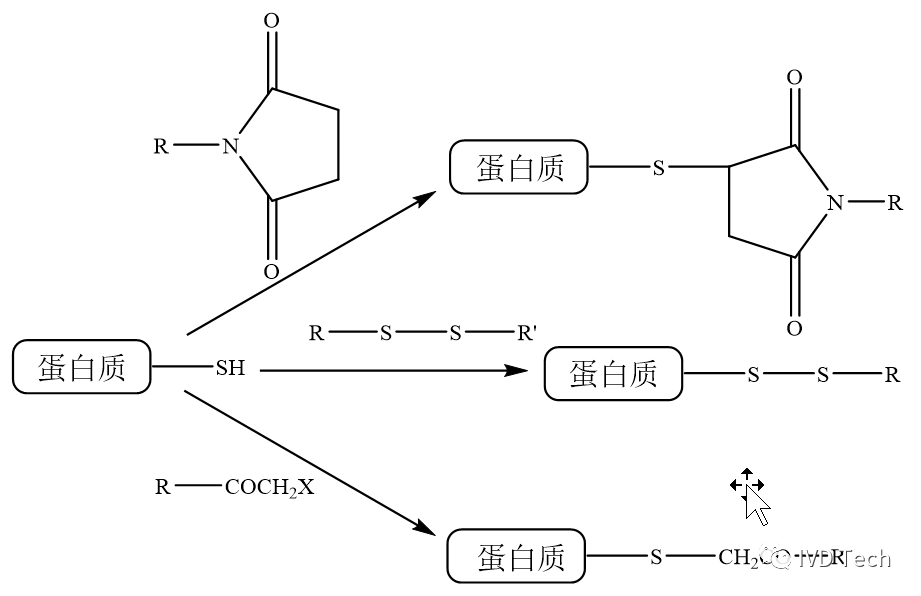 蛋白质偶联反应机理