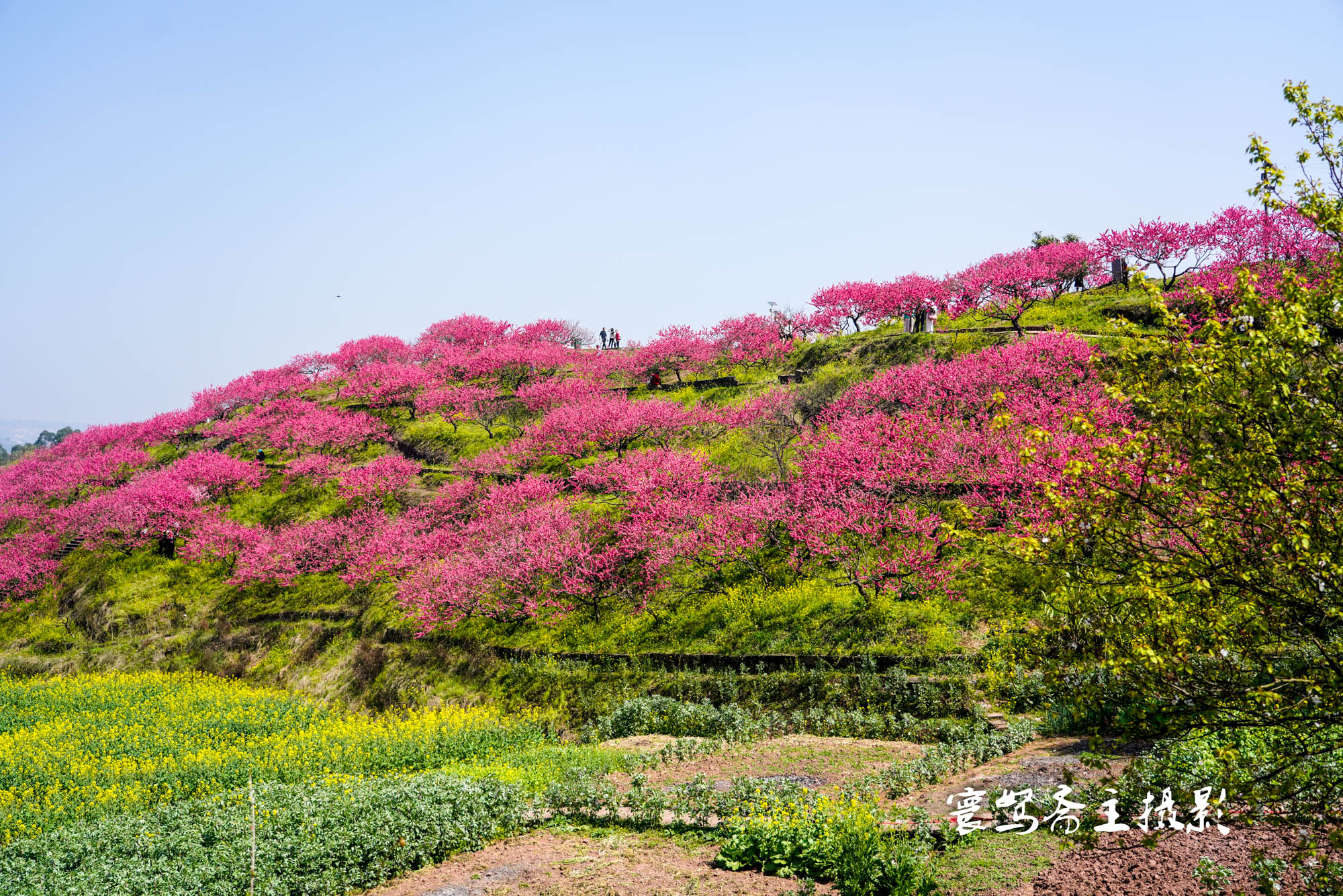 永川桃花岛图片