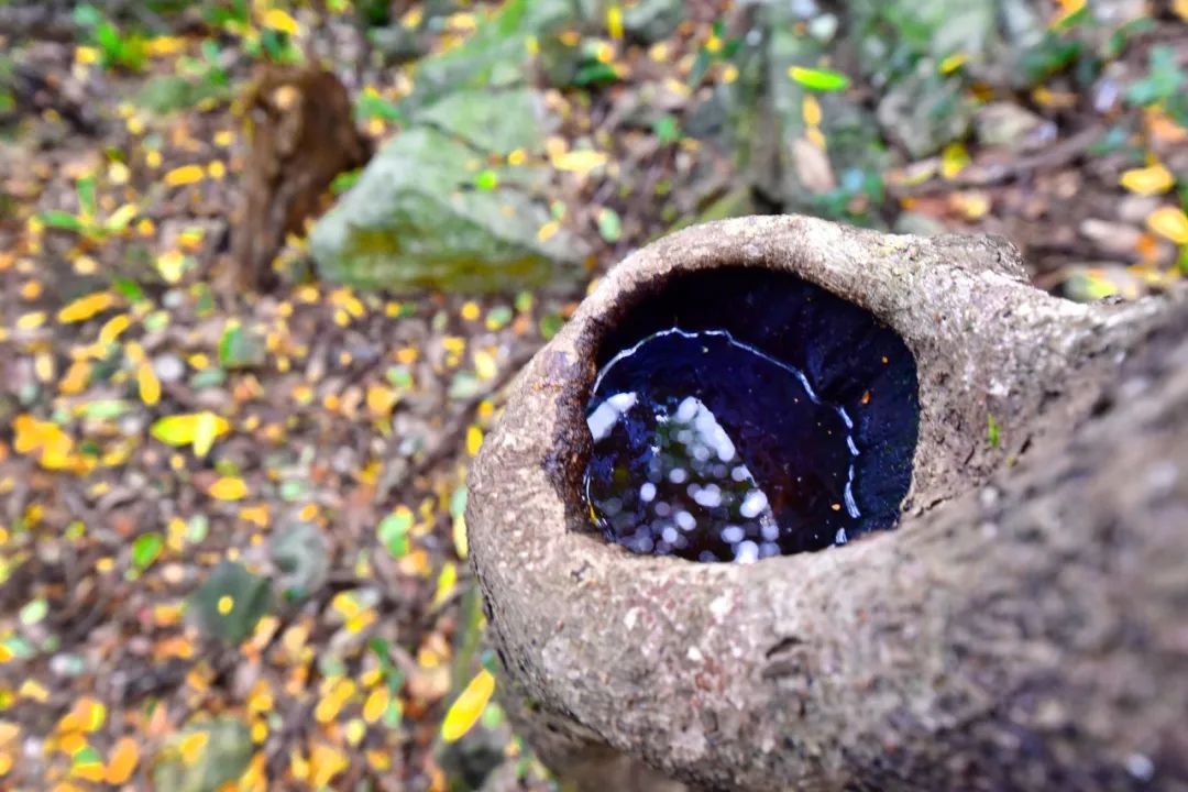 中坡山茶花图片