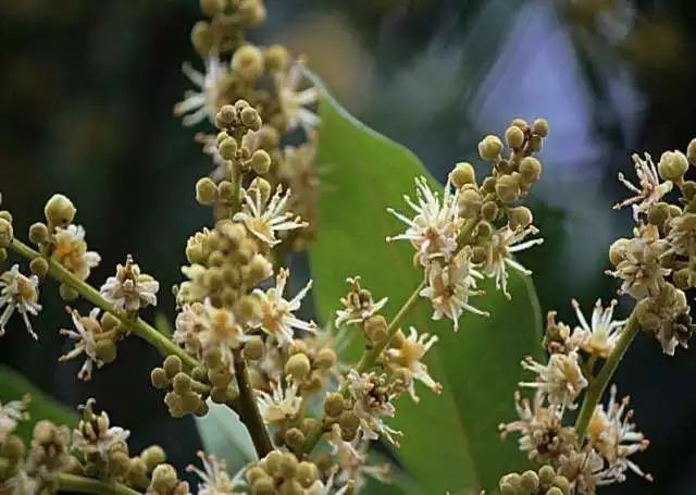 「智农宝典」如何提高幼龄龙眼树的雌花比例?