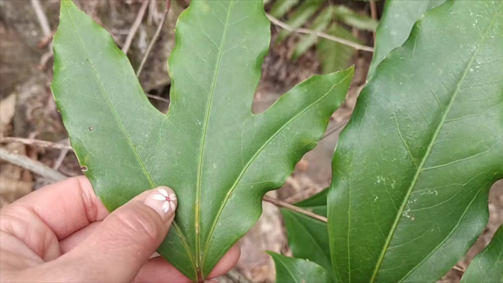 长尾半枫荷图片