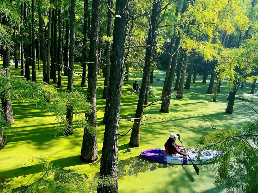 临安青山湖水上森林,宛如仙境