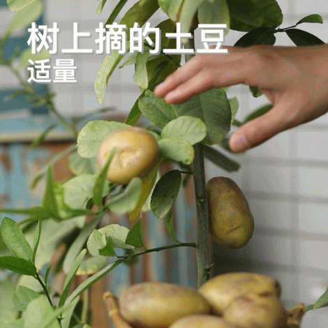 我们选择这种长在树上的小土豆,长地里的大土豆不适合做烤薯角.