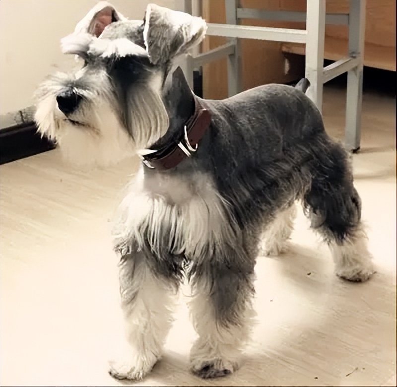 掉毛少的4种狗,养了就不想换狗了,你养了吗?