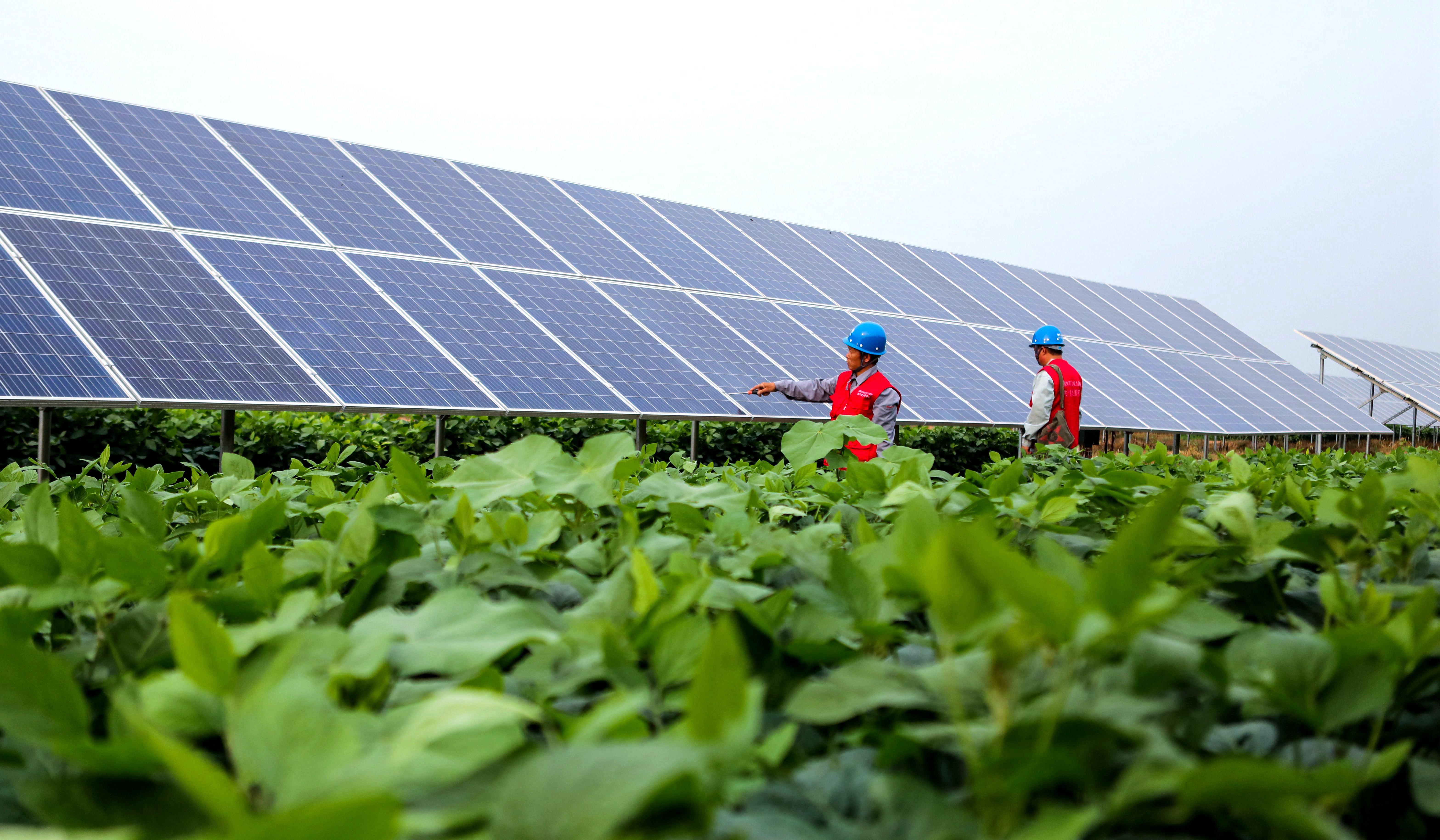 河北魏县:"农光互补"助农增收