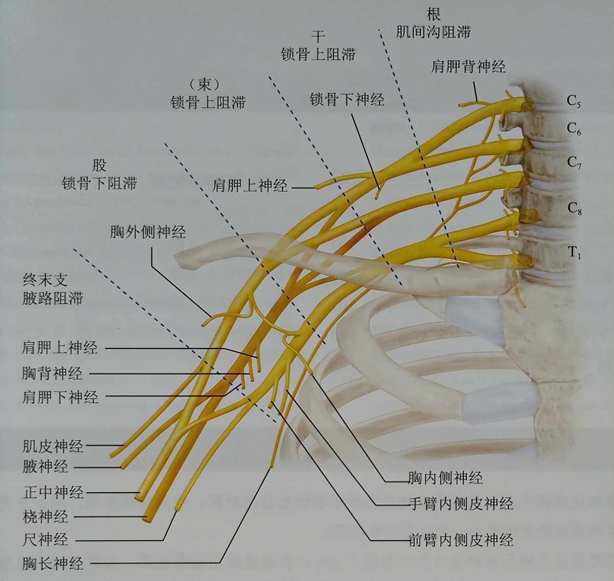 锁骨骨折解剖图图片