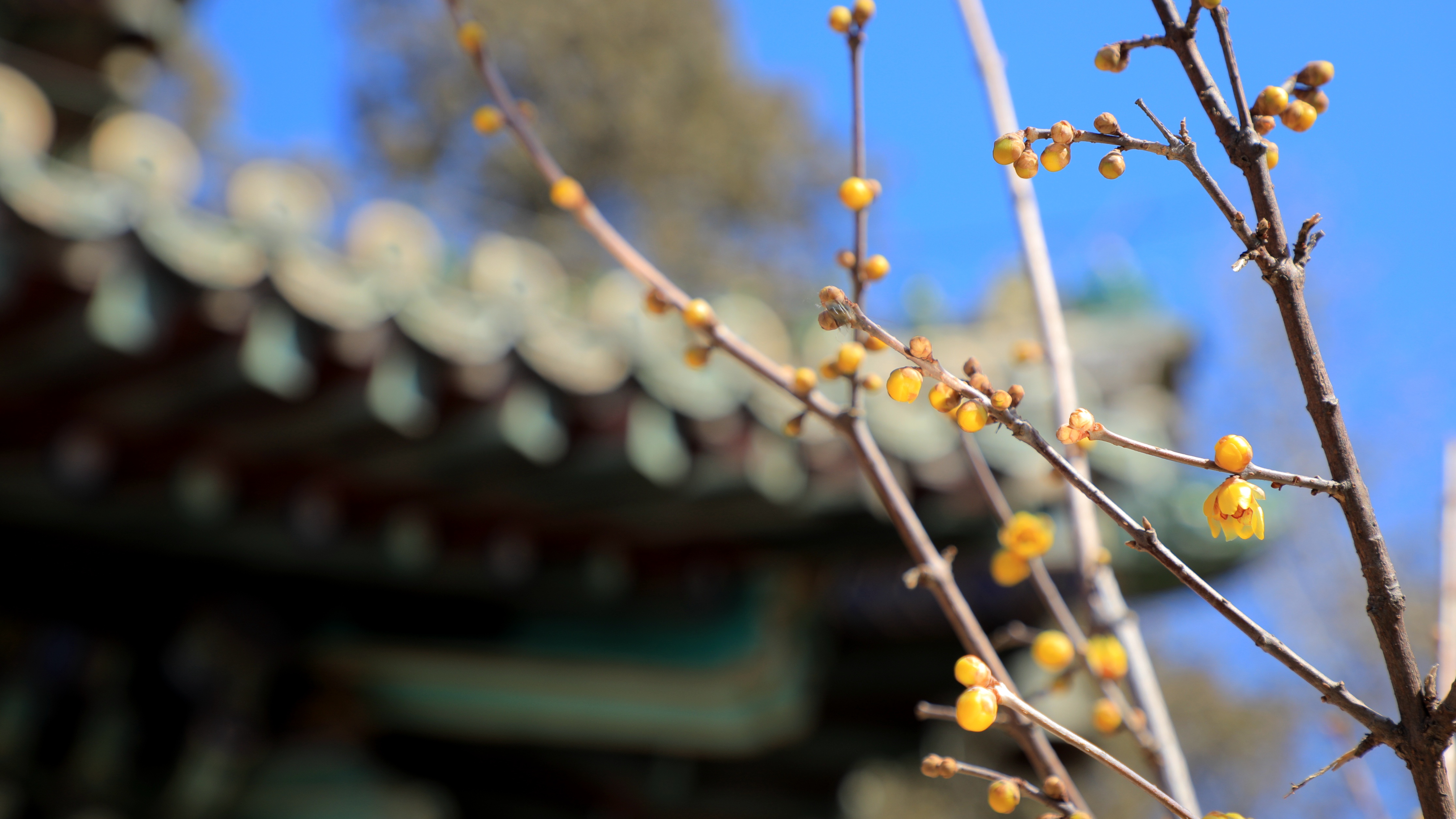 春花第一枝 潭柘寺腊梅为门头沟癸卯早春"上色"