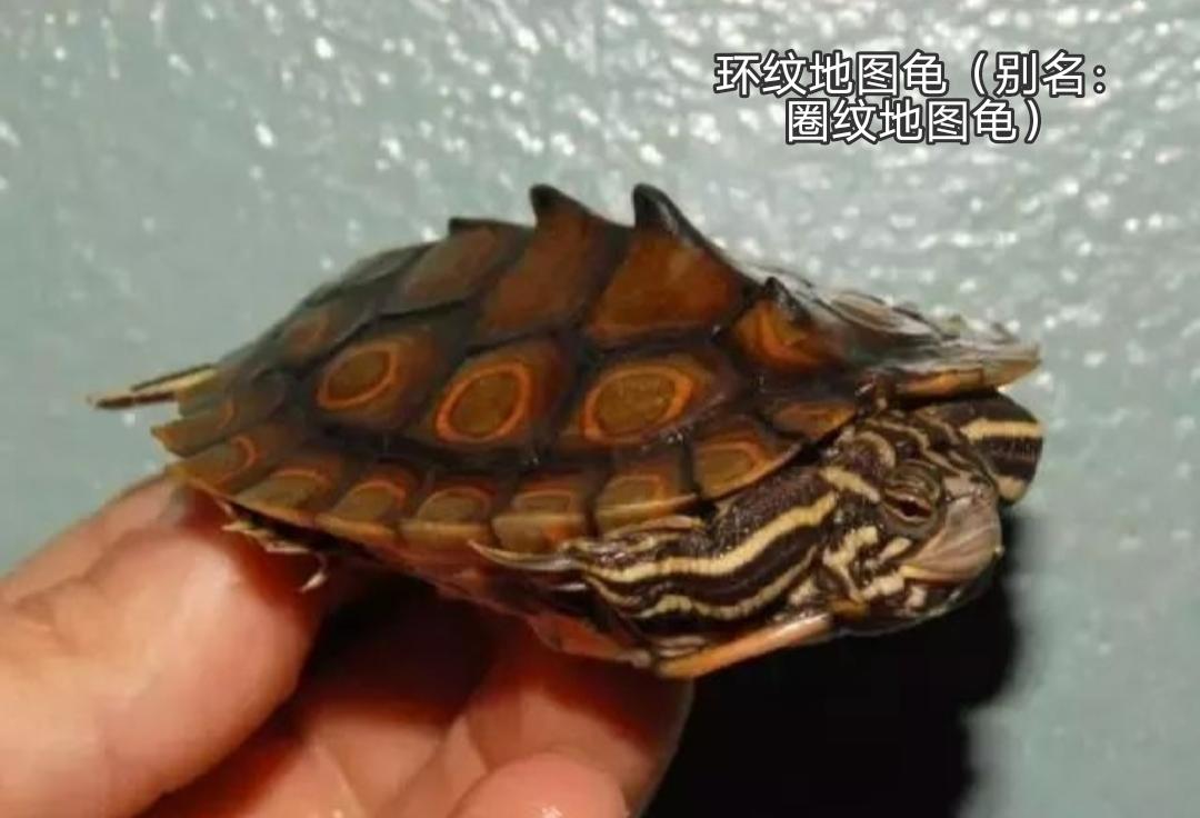 地图龟是龟界的哈士奇,也是适合新手饲养的观赏龟,地图龟有13种