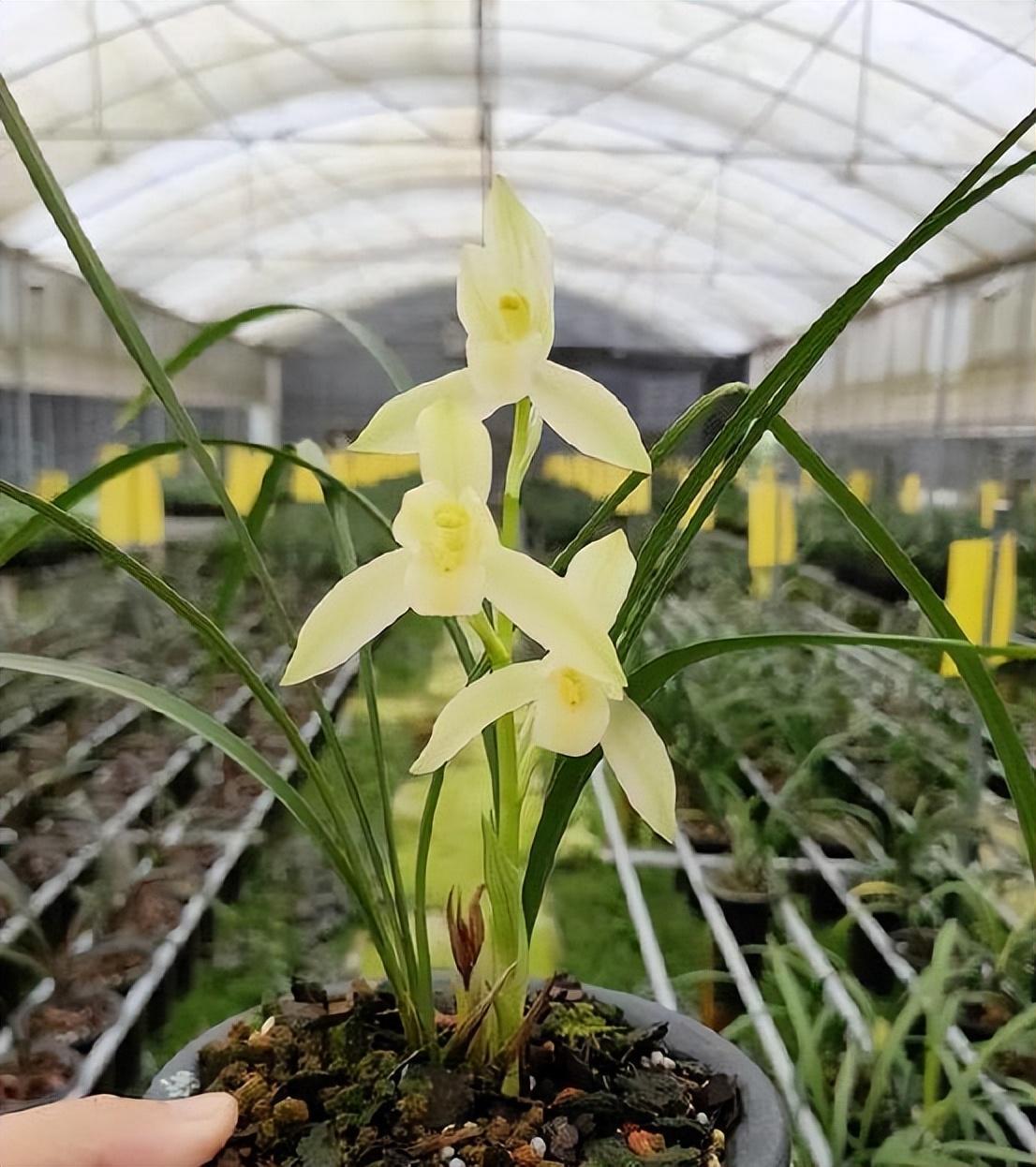 精品兰花——雪影