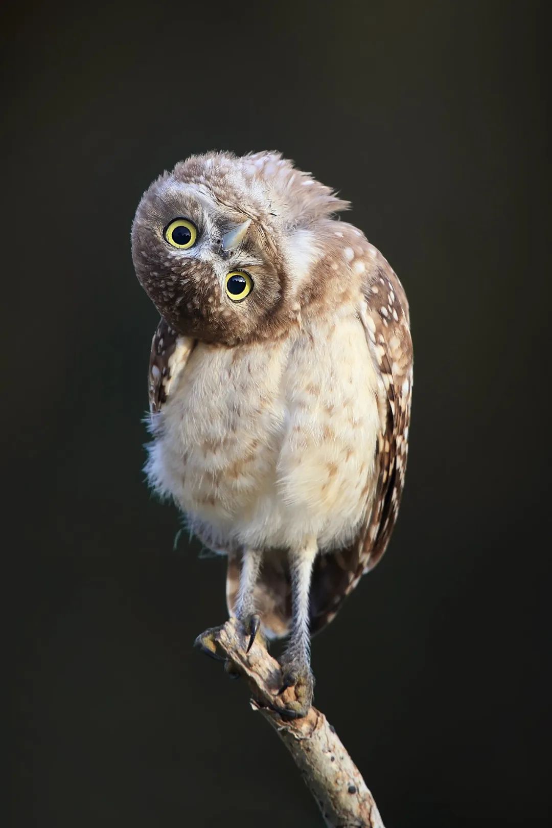 我,猫头鹰,猛禽!