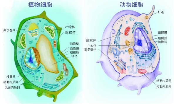 动物细胞结构图高一图片