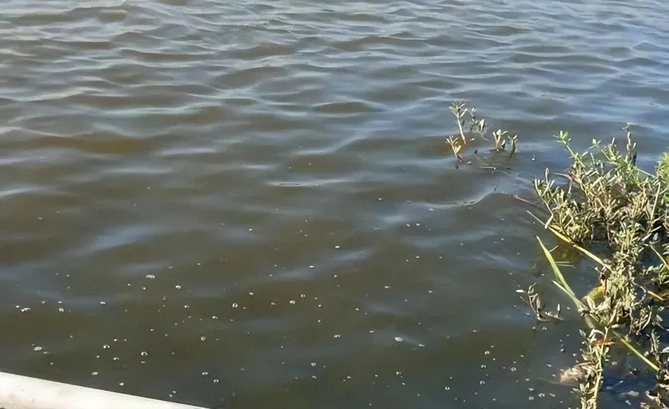 池塘水质恶化不知道原因?池塘水质恶化因素及其措施在这里!