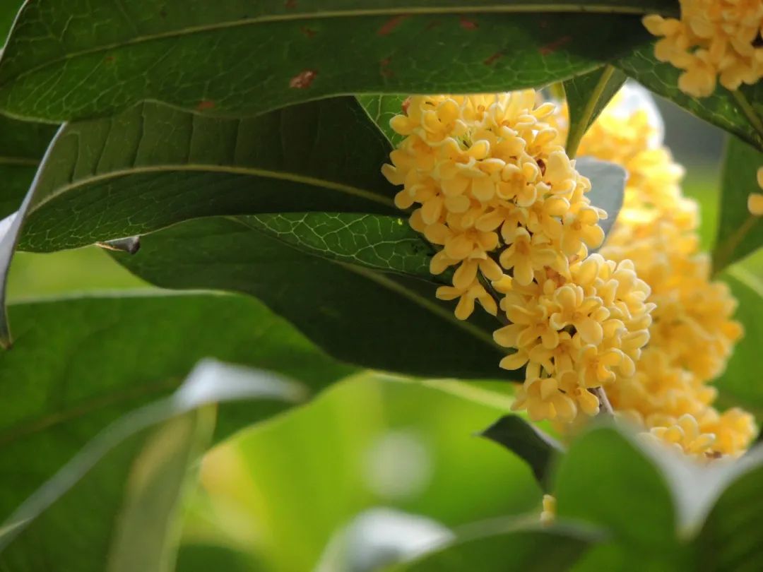 那年,月宫的桂子落在灵隐寺前的月桂峰上,秋日的杭州满城桂香
