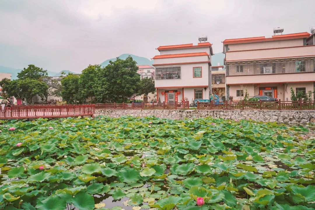广东揭西大山里藏着一座清朝古村,曾经的贫困村,摇身一变成网红