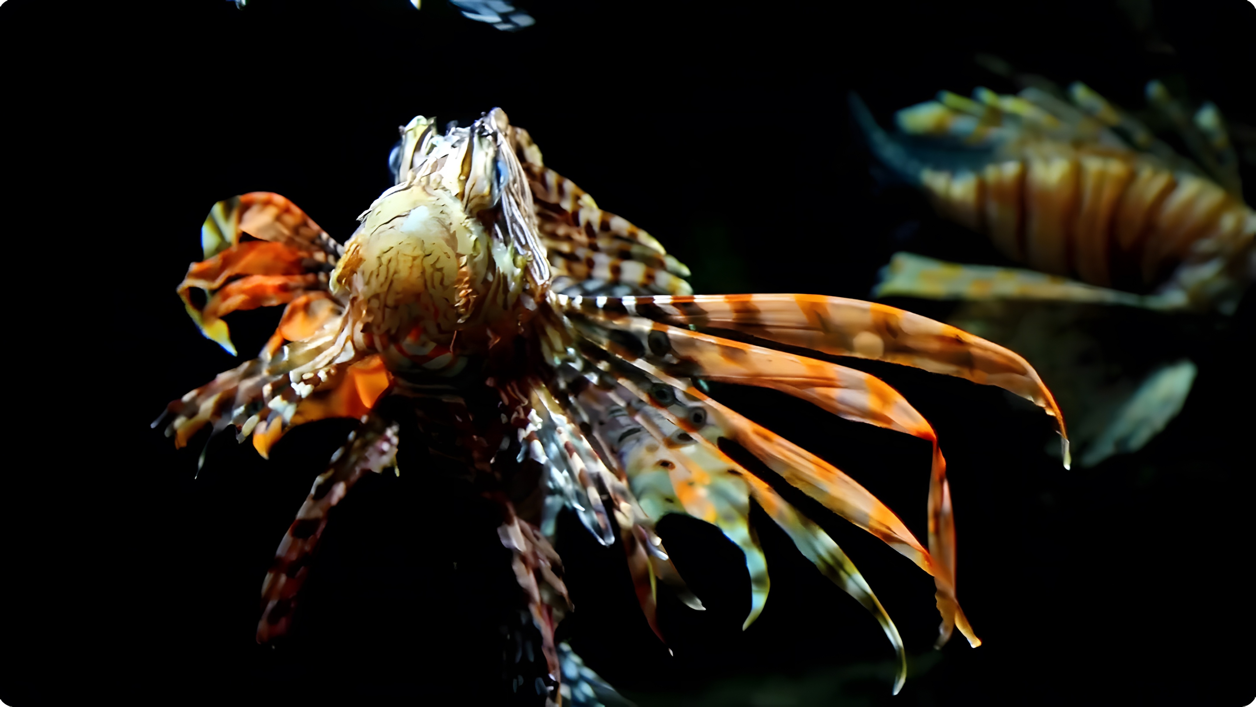 世界上最美丽的10种海洋动物