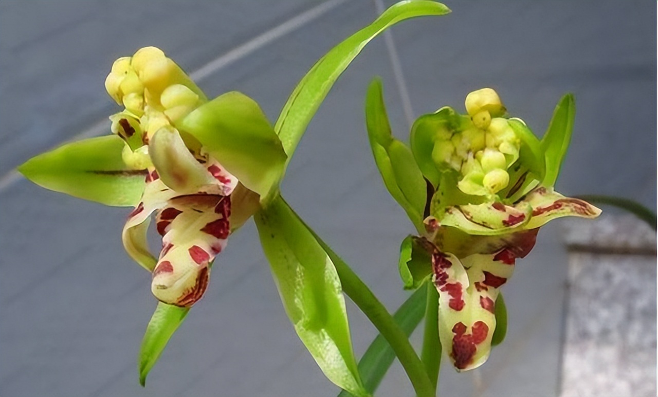 奇特而高雅的兰花-梨山狮王,比绿萝好养,比桂花更香