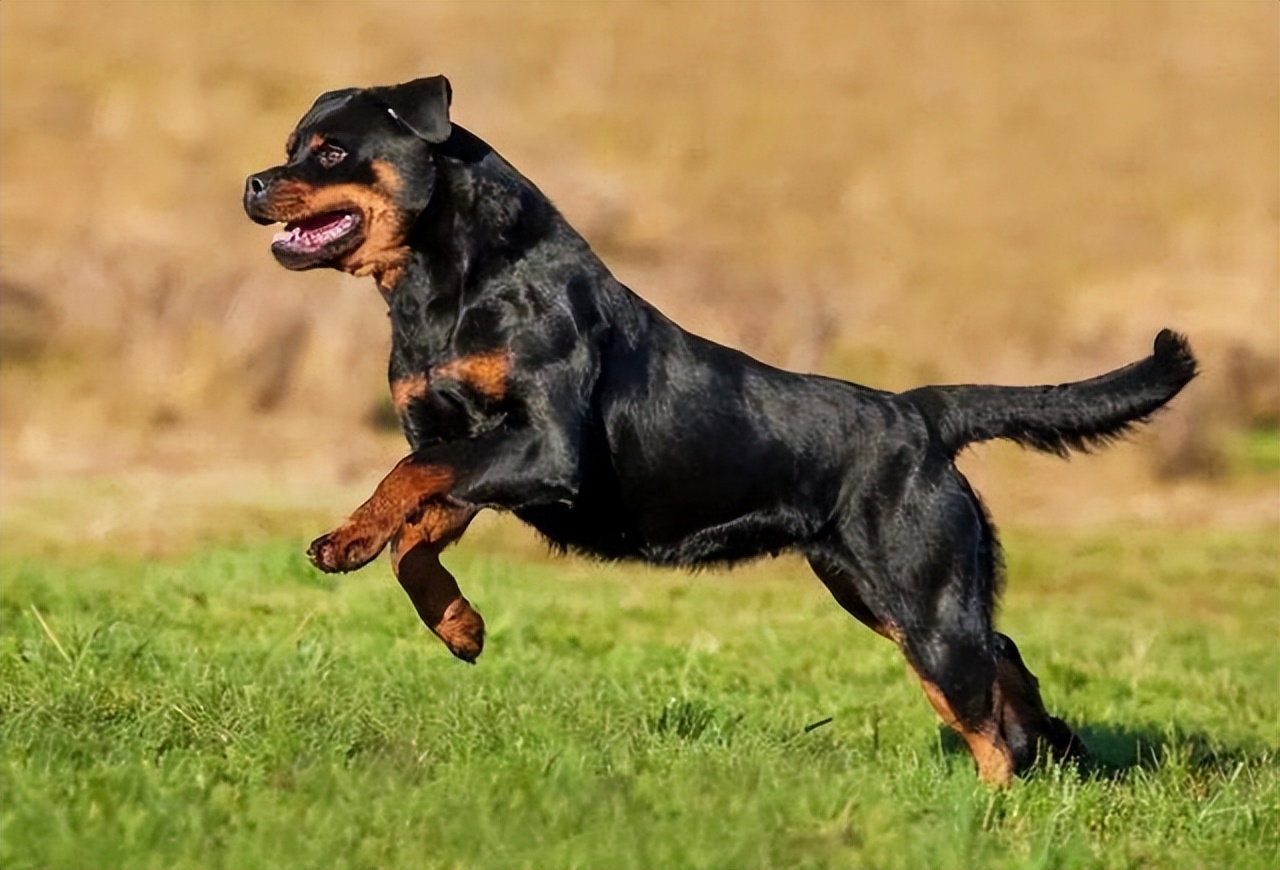 赛博纳犬图片图片