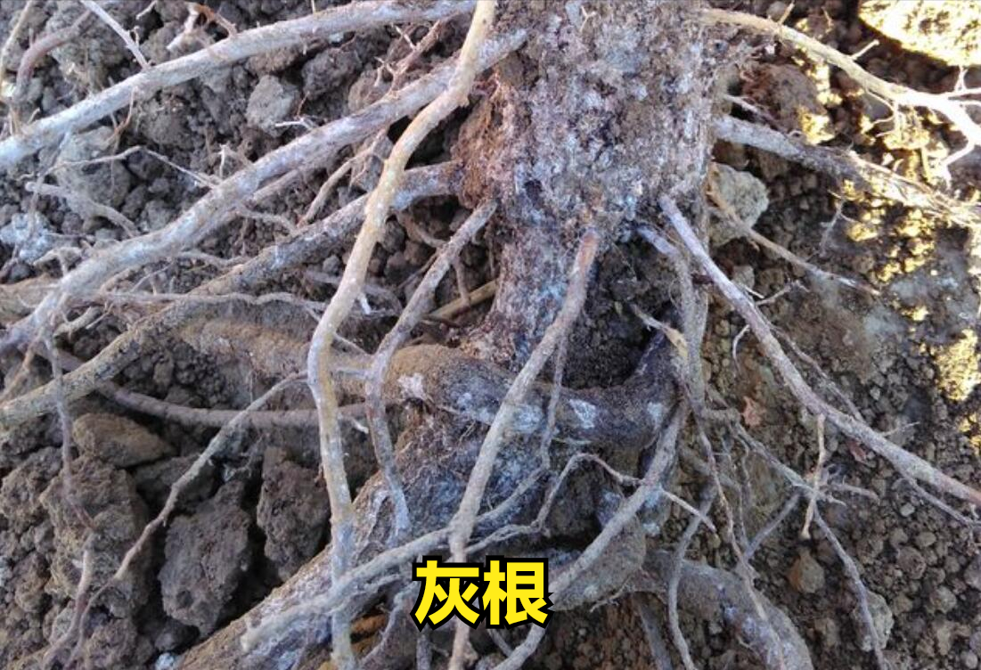 水是肥的腿根是肥的嘴什么样的根最发达白色还是黑色