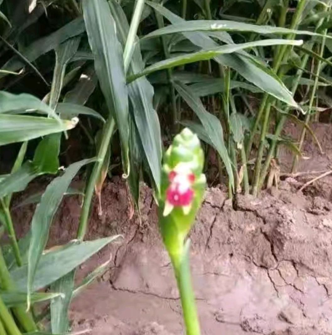 食用生姜开花图片图片