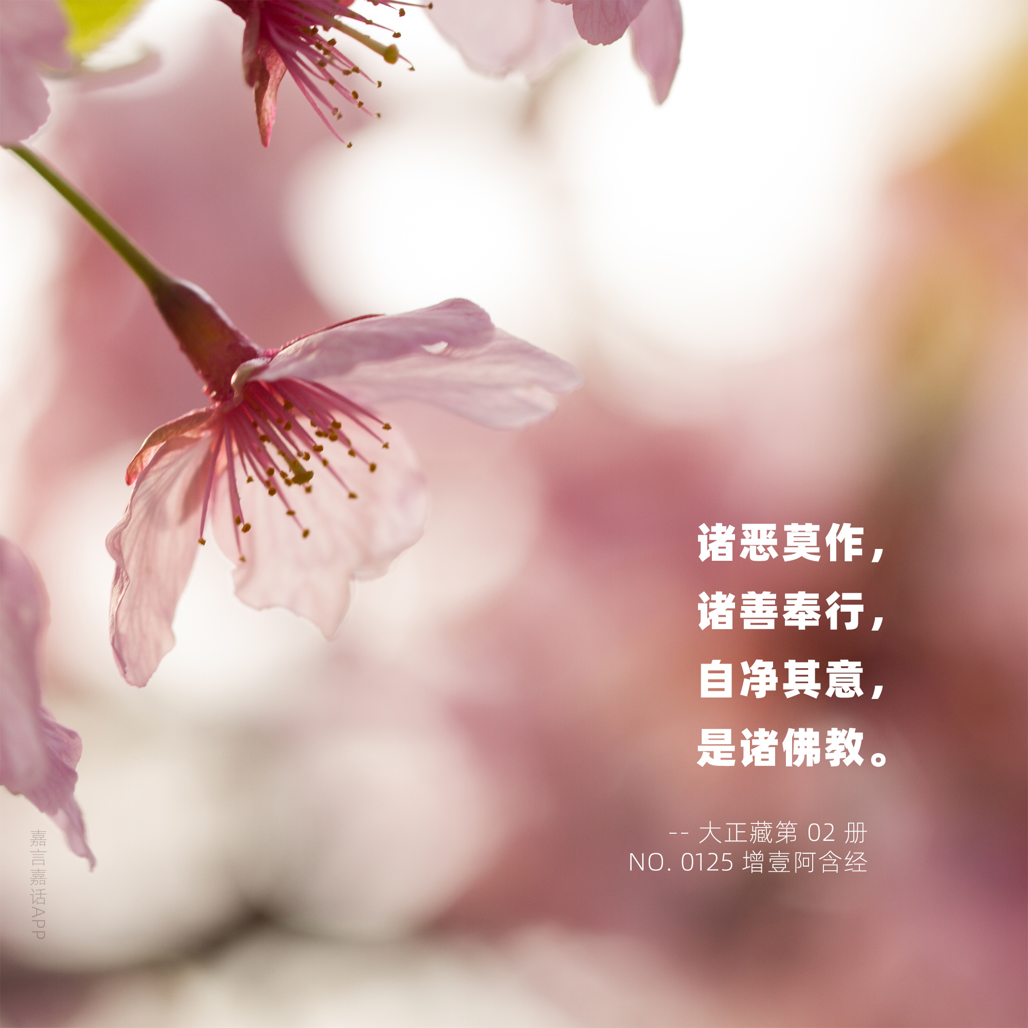 答问:西藏的佛教是正宗的吗?