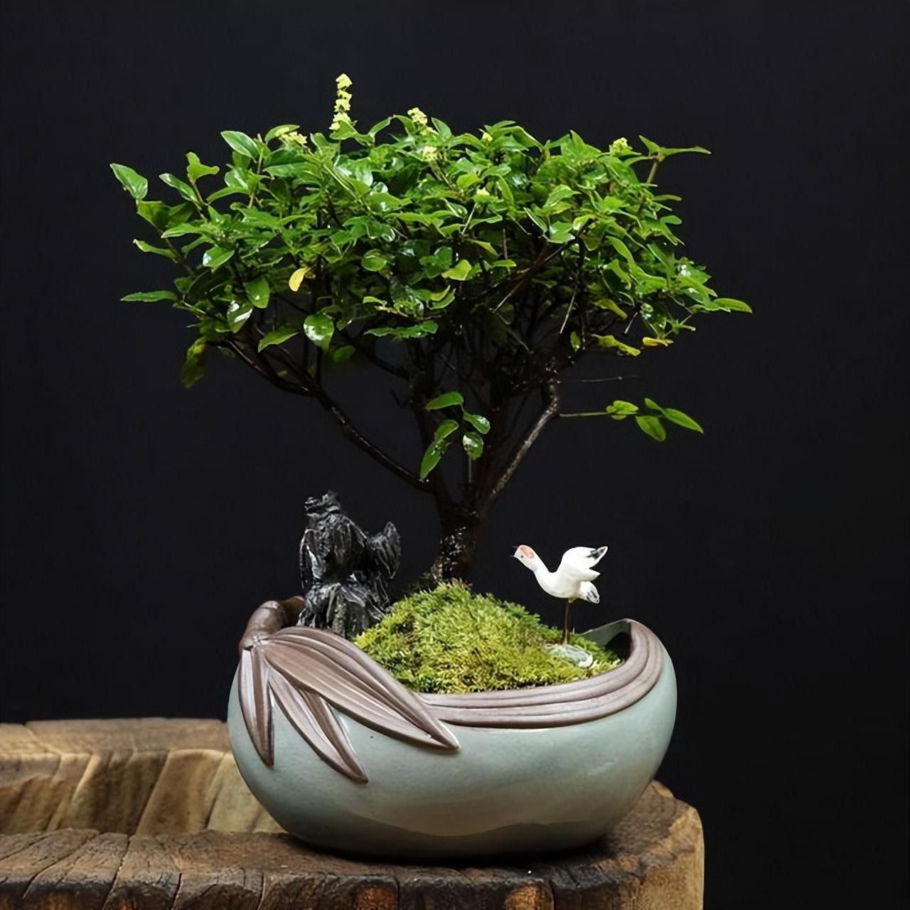 紫檀盆景怎么养殖?紫檀盆景养殖注意事项,看看吧