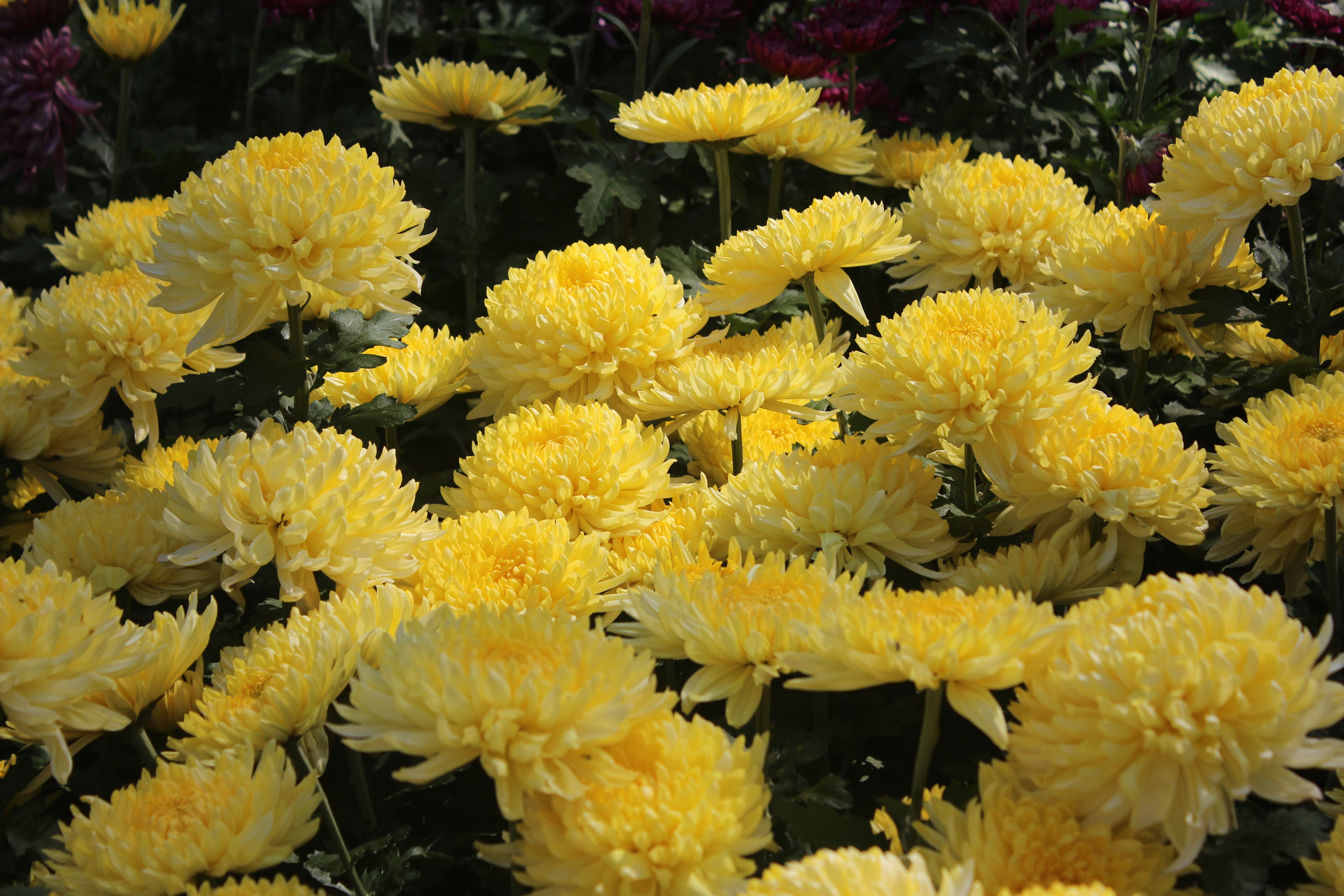 大兴调查研究:烧纸钱和建坟风水都是封建迷信,你调查研究过吗?