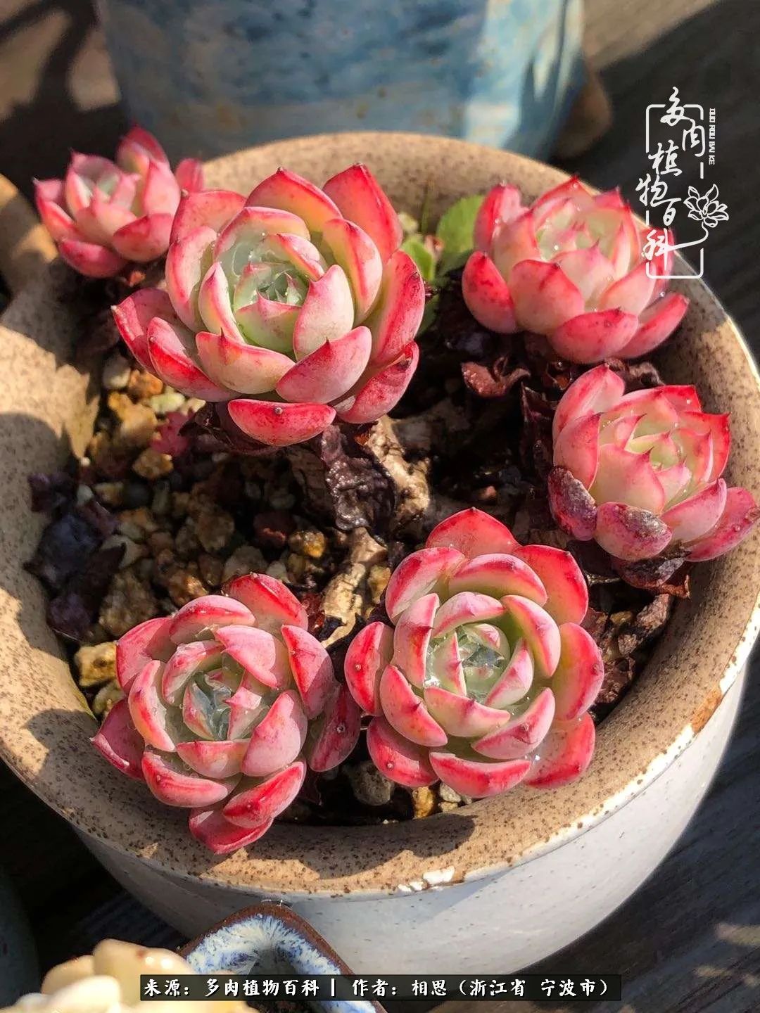 东风三月暮,铺锦上天台!拾花弄草的多肉印象!