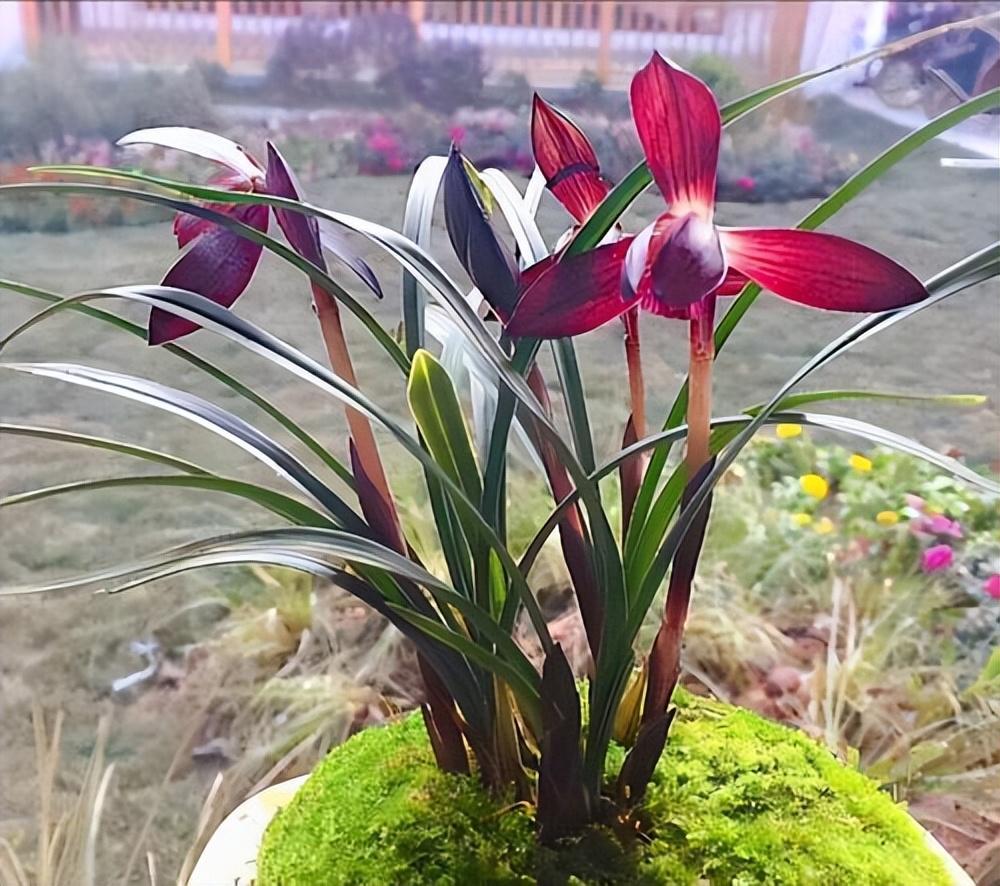 春兰名品—娄山红,花色顶级,香味持久,养护还简单,值得入手