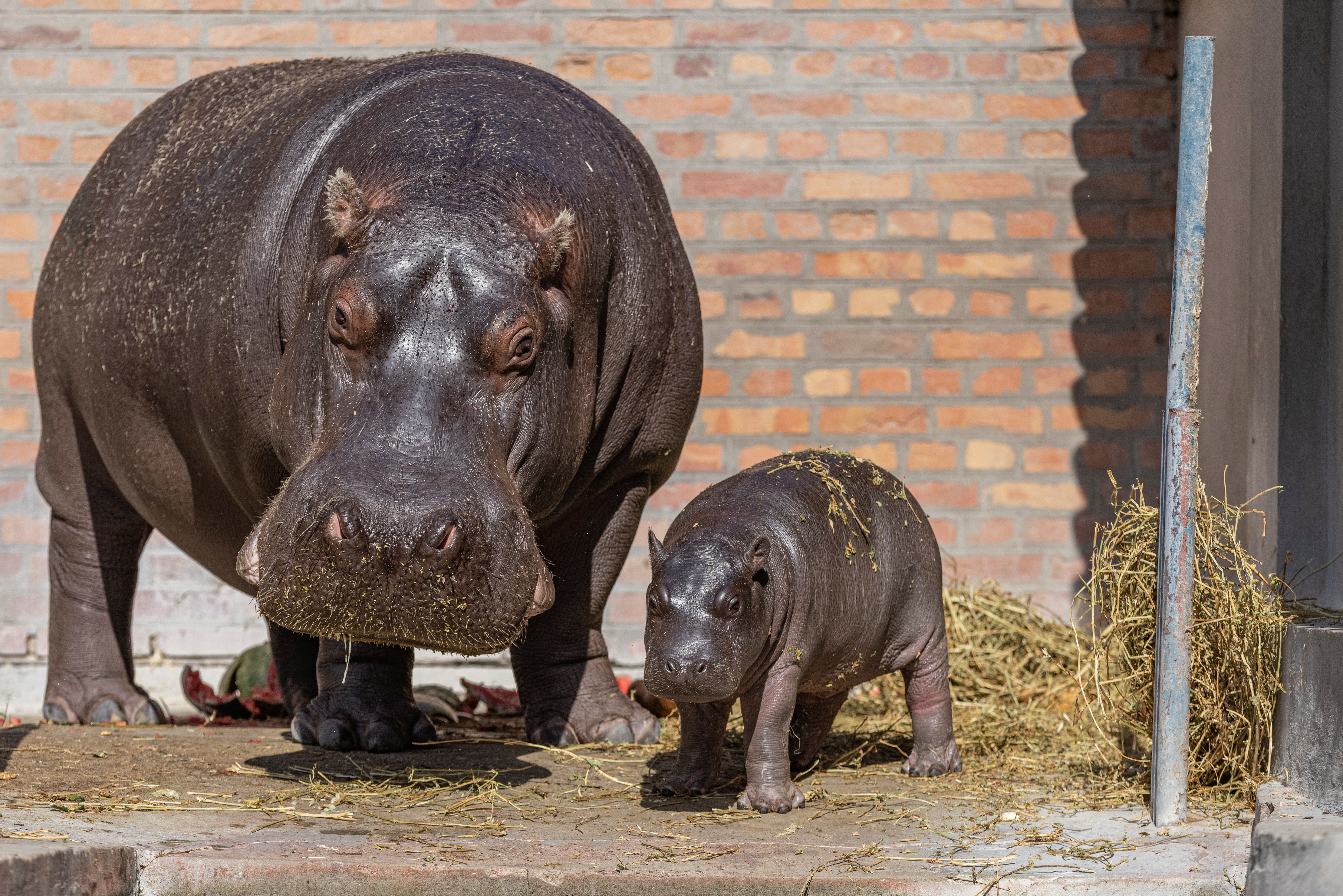 塞尔维亚:小河马亮相动物园
