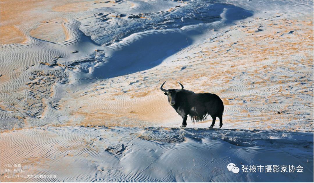 祝贺《野性西部》张玉林野生动物摄影作品选出版发行