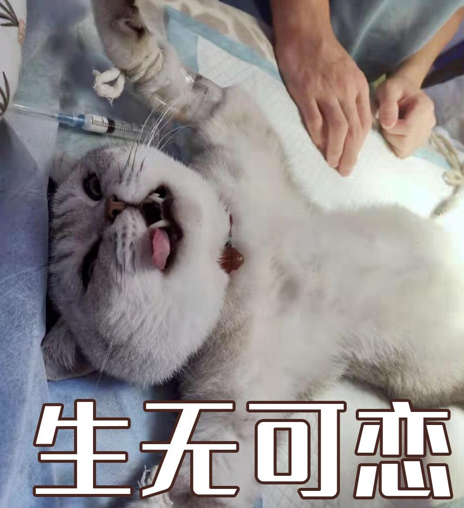 猫绝育照片搞笑图片