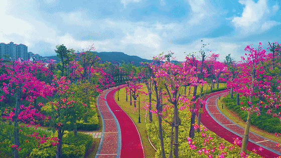 图集丨珠海这片粉色花海快藏不住了!美到尖叫.