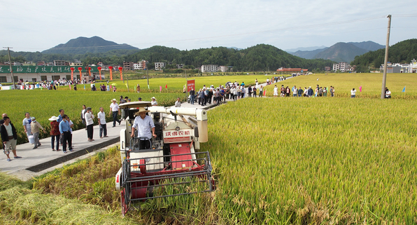 绿色优质超级籼粳交品种甬优1538,产量潜力大,高抗倒,口感好