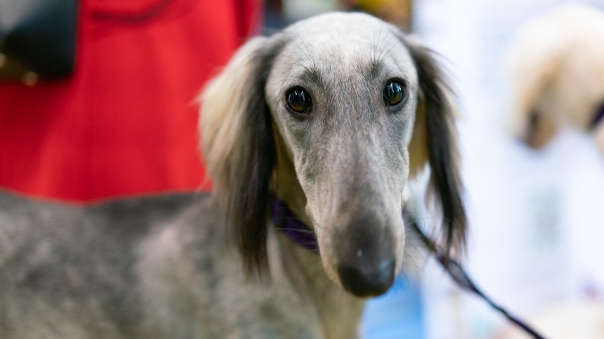 为什么中国神犬"哮天犬细犬",那么少人养?