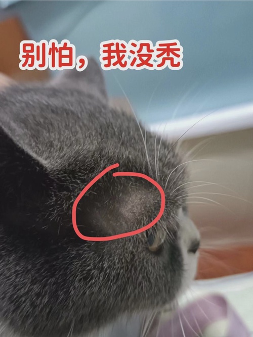 猫一块皮肤脱毛露红肉图片