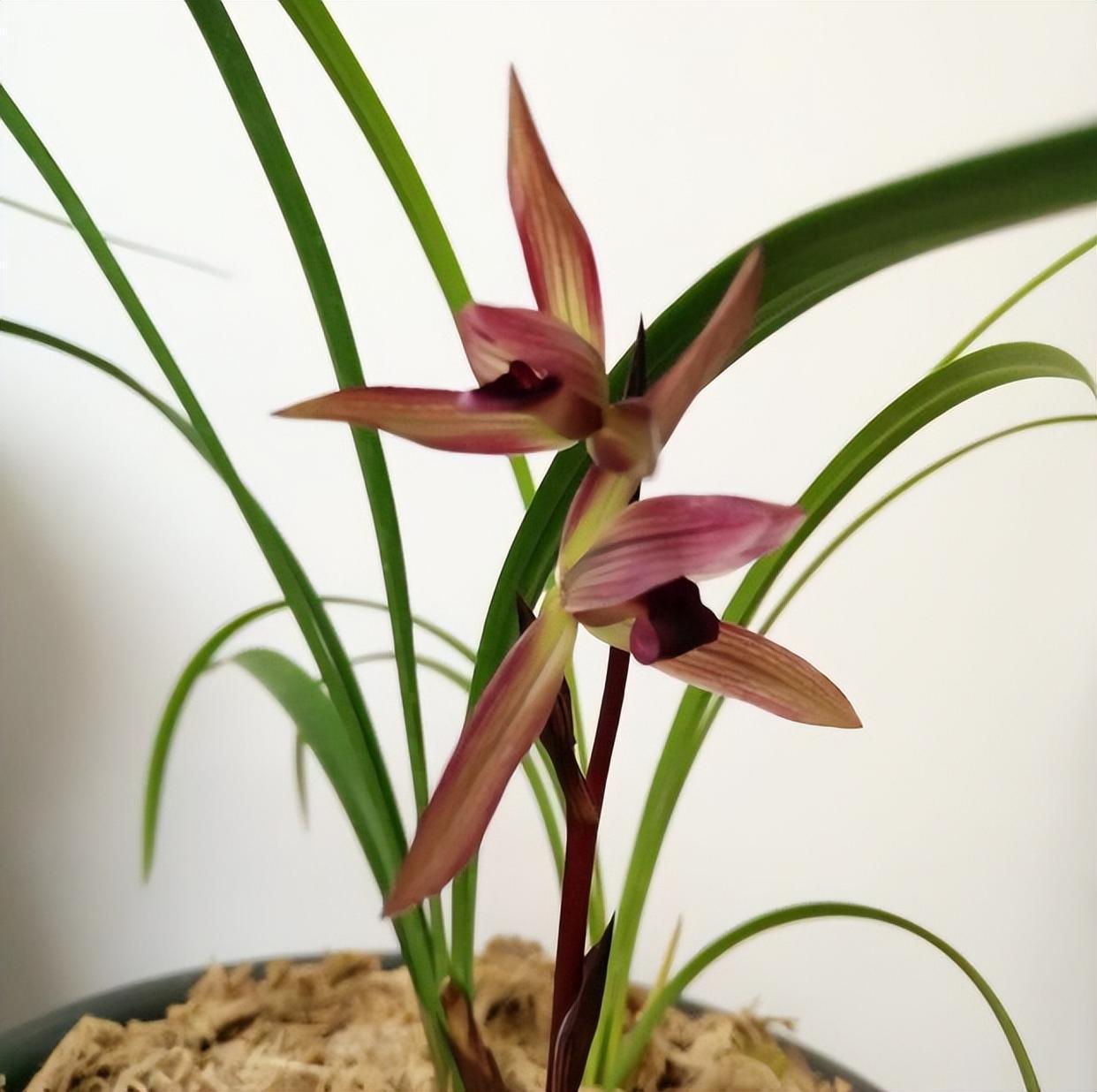 云南极品红素——滇红素,花色水红,兰香怡人,被誉为春兰之王