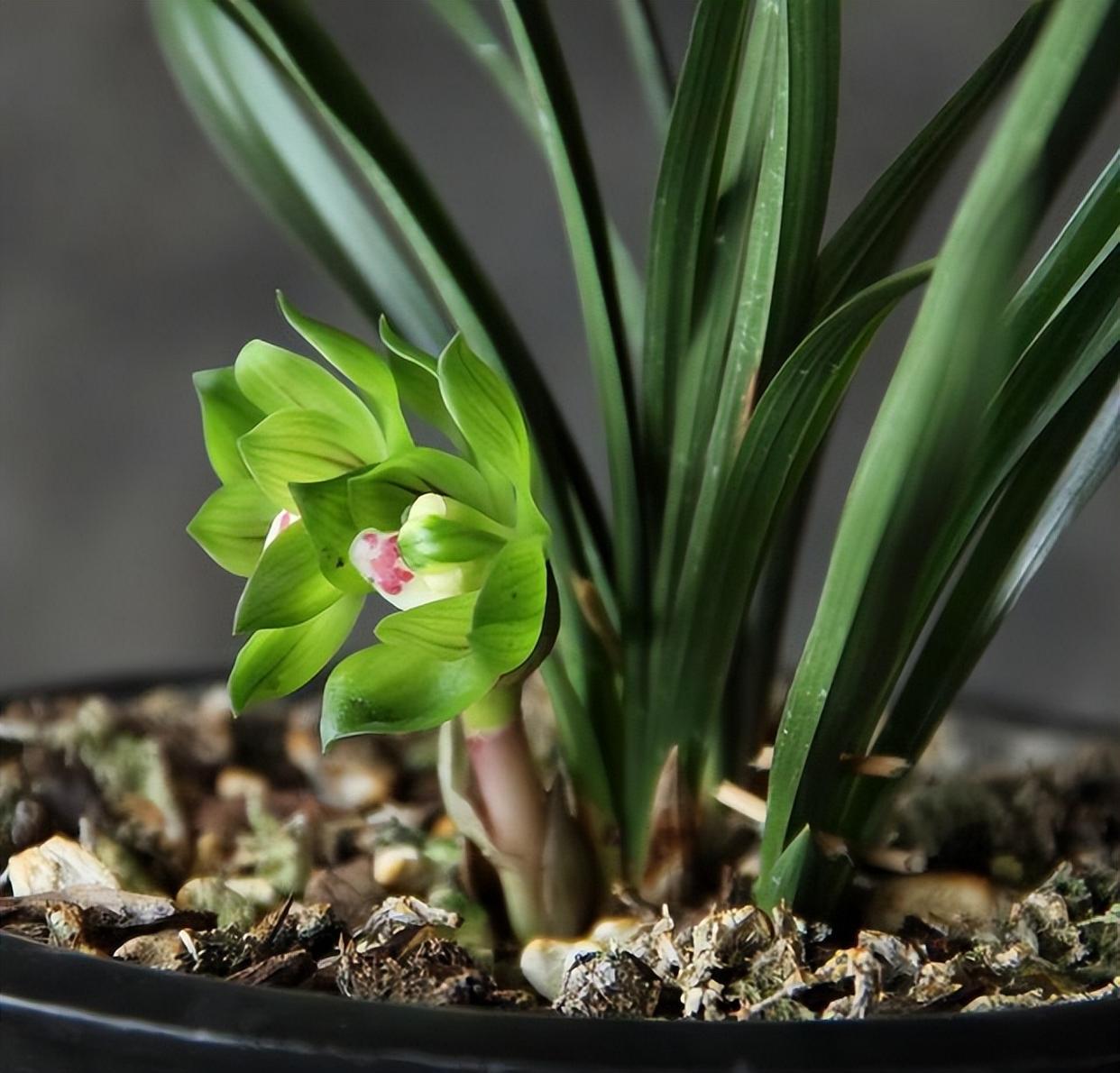 春兰皇后绿云,性价比非常高的一个春兰极品,值得拥有