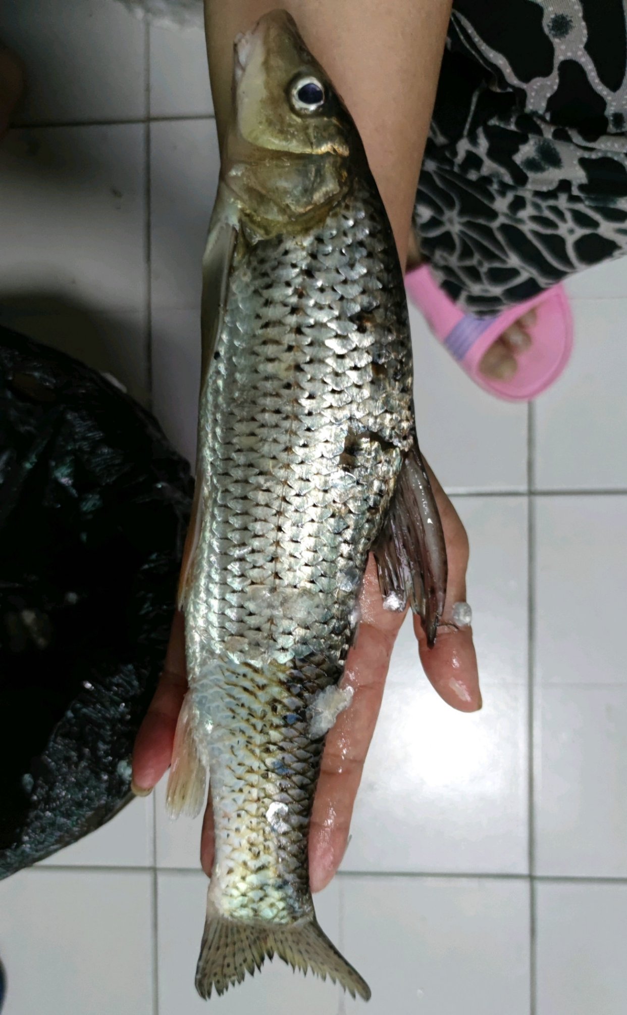 湖北一河道花骨鱼泛滥,水面一大群,钓鱼人:第一次见,难钓起来