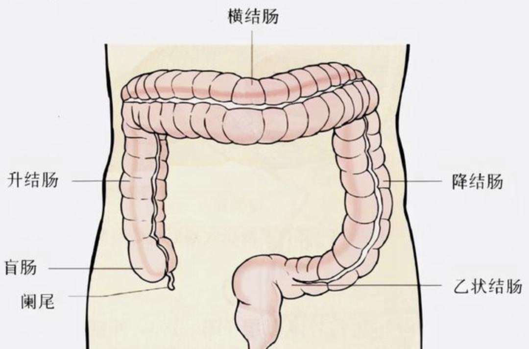 右上腹图图片