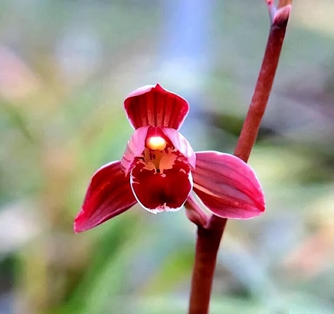 墨兰矮种"红神荷",花色艳丽,兰香浓郁,叶艺完美,新手也能养