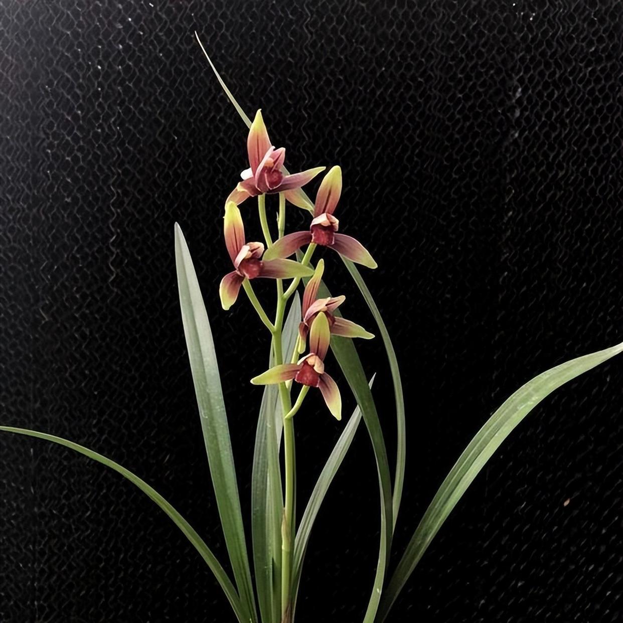 精品兰花——国魂,"美貌与内涵"并存的兰花,一起去欣赏下