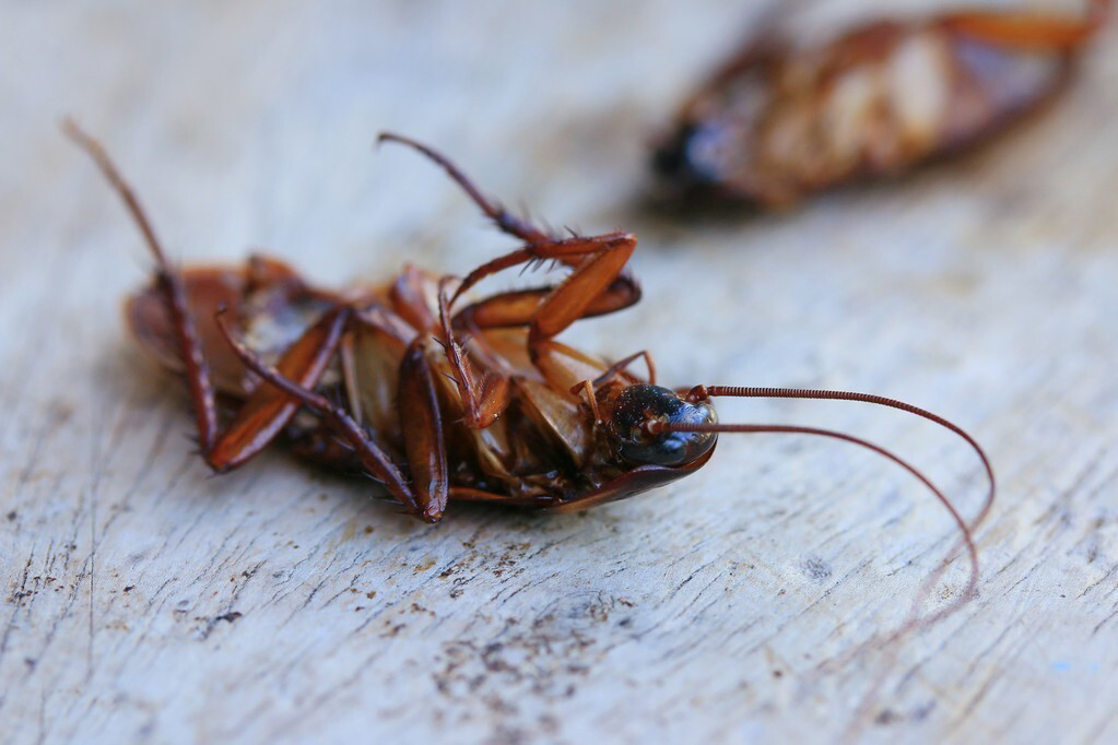 蟑螂照片身体图片